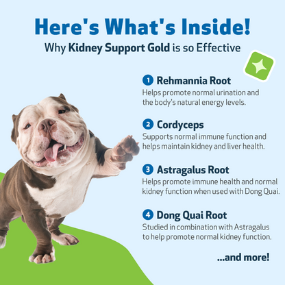Pet Wellbeing Kidney Support Gold for Dogs