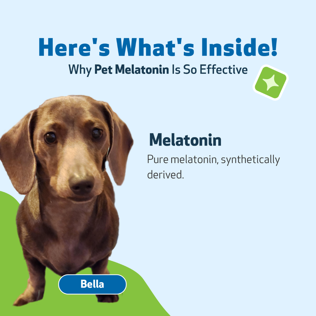 Pet Wellbeing Pet Melatonin for Dogs