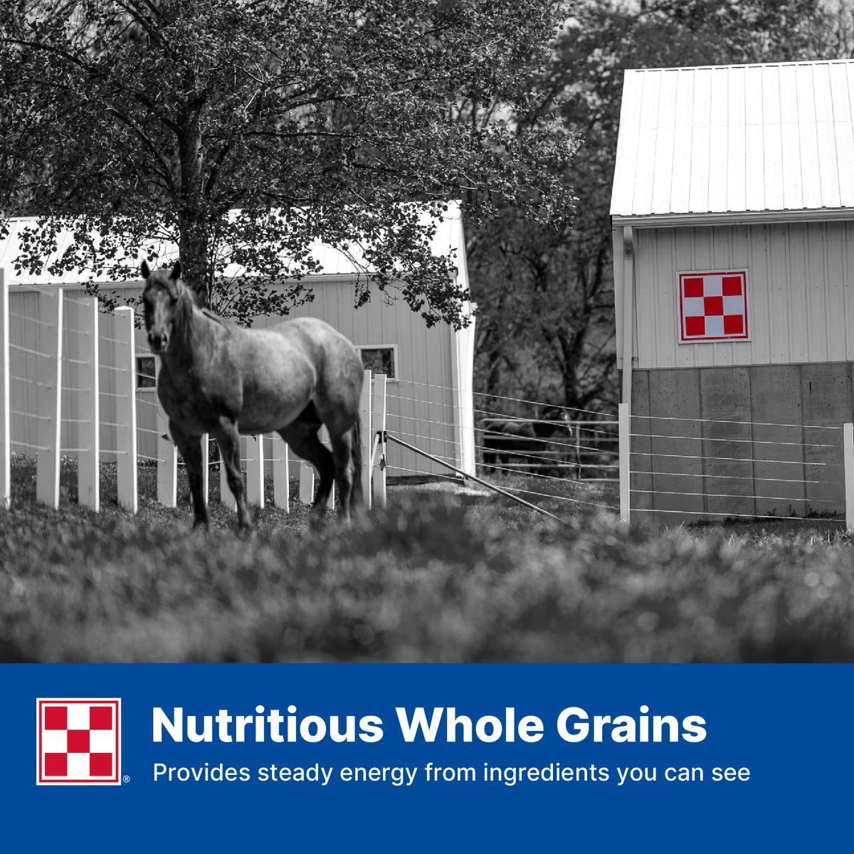 Purina Omolene 100 Active Pleasure Horse Feed, 50-lb