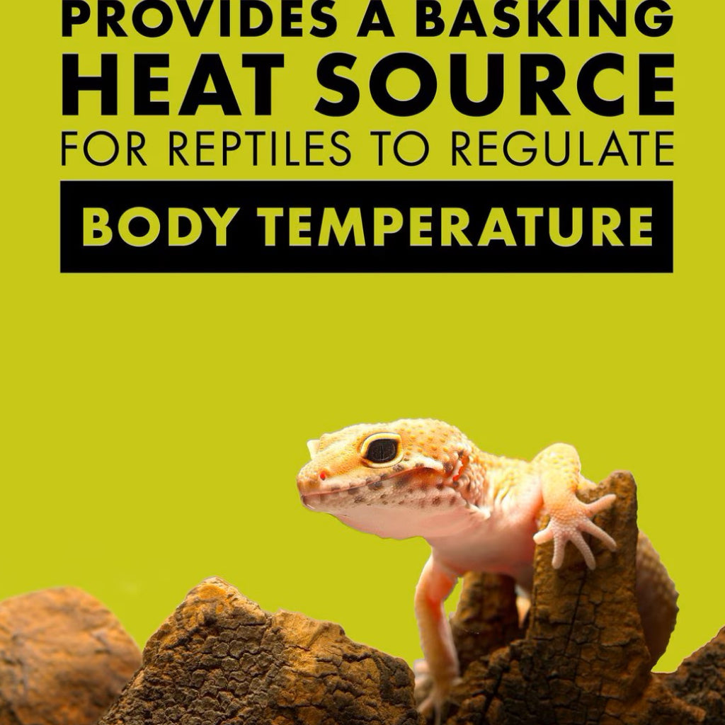 Zilla Day White Incandescent Spot Bulb for Reptiles