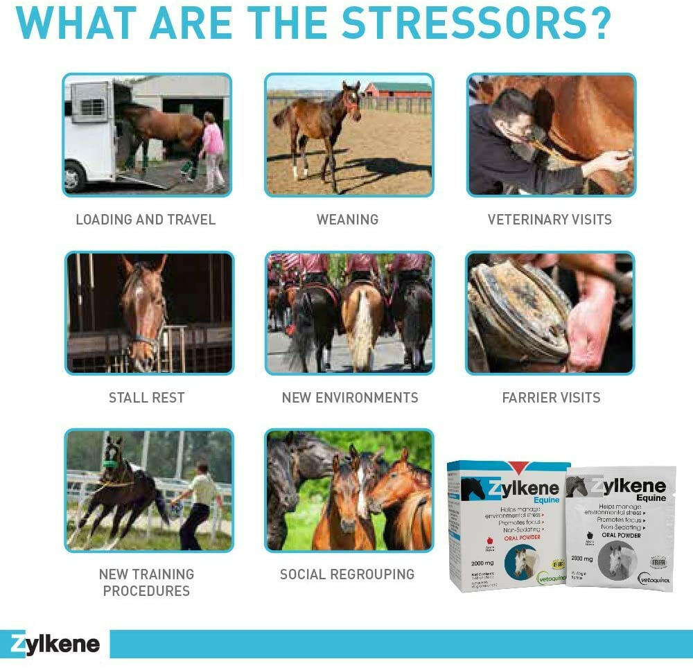 Zylkene Equine Behavior Support for Horses (20 packets)